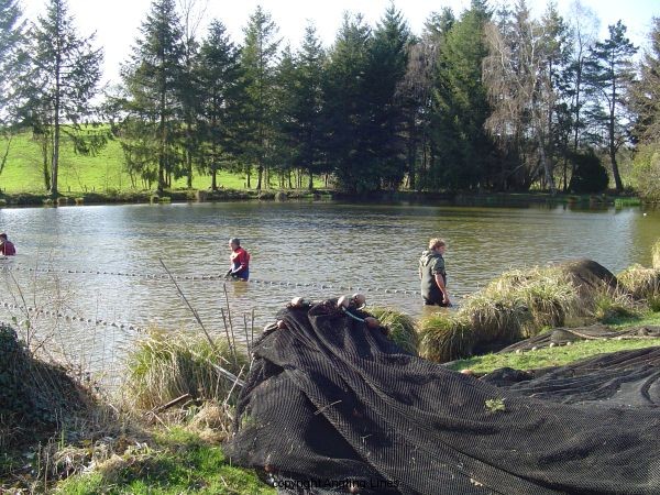Netting a carp lake